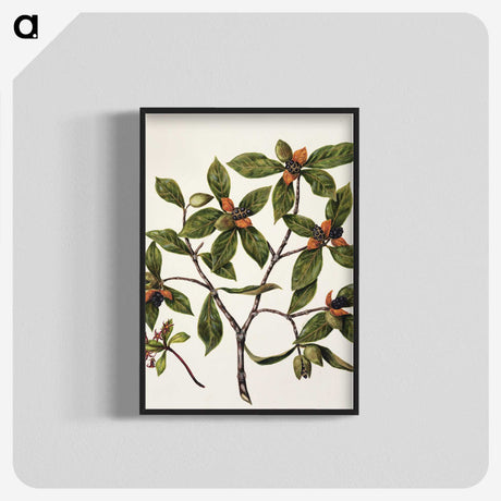 1-22_Native-Flowering-Plants-of-New-Zealand_blk-crop