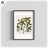 1-22_Native-Flowering-Plants-of-New-Zealand_blk