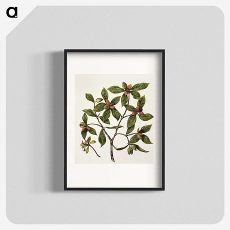 1-22_Native-Flowering-Plants-of-New-Zealand_blk