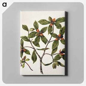 1-22_Native-Flowering-Plants-of-New-Zealand_canvas