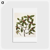1-22_Native-Flowering-Plants-of-New-Zealand_hagaki