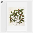 1-22_Native-Flowering-Plants-of-New-Zealand_picture