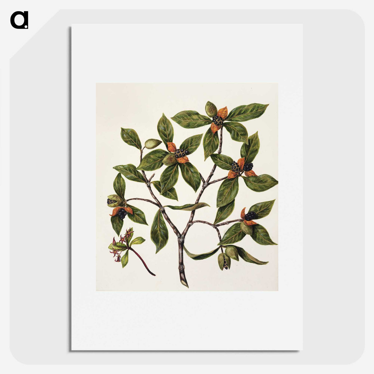 1-22_Native-Flowering-Plants-of-New-Zealand_picture