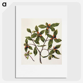 1-22_Native-Flowering-Plants-of-New-Zealand_picture