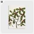 1-22_Native-Flowering-Plants-of-New-Zealand_postcard