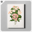 1-22_Nederlandsche-Flora-en-Pomona_canvas