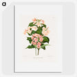 1-22_Nederlandsche-Flora-en-Pomona_picture