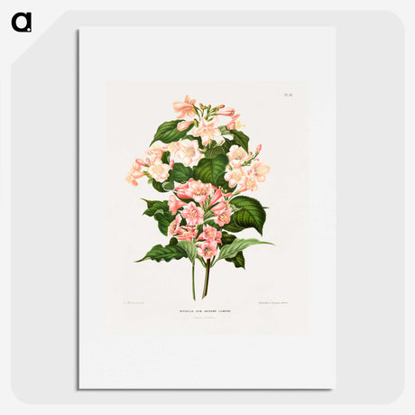 1-22_Nederlandsche-Flora-en-Pomona_picture
