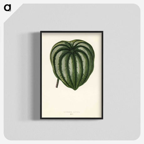 1-22_New-and-Rare-Beautiful-Leaved-Plants_blk-crop