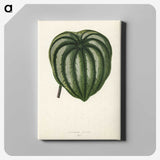 1-22_New-and-Rare-Beautiful-Leaved-Plants_canvas