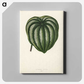 1-22_New-and-Rare-Beautiful-Leaved-Plants_canvas
