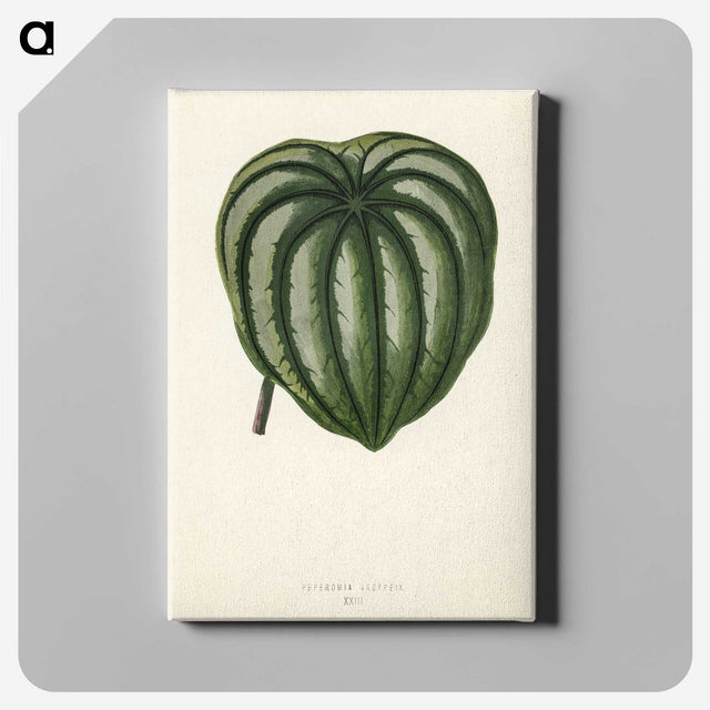 1-22_New-and-Rare-Beautiful-Leaved-Plants_canvas