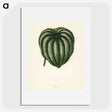 1-22_New-and-Rare-Beautiful-Leaved-Plants_picture