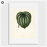 1-22_New-and-Rare-Beautiful-Leaved-Plants_picture