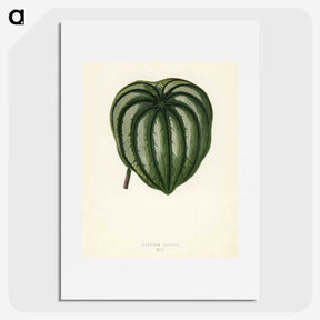 1-22_New-and-Rare-Beautiful-Leaved-Plants_picture
