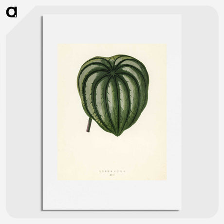 1-22_New-and-Rare-Beautiful-Leaved-Plants_picture