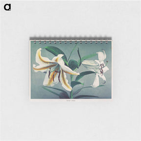 アートメモ帳-Lily - 小川 一正 Memo.