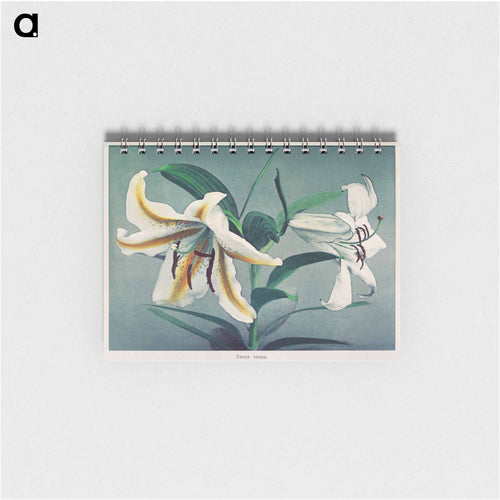 Lily - Kazumasa Ogawa Memo.