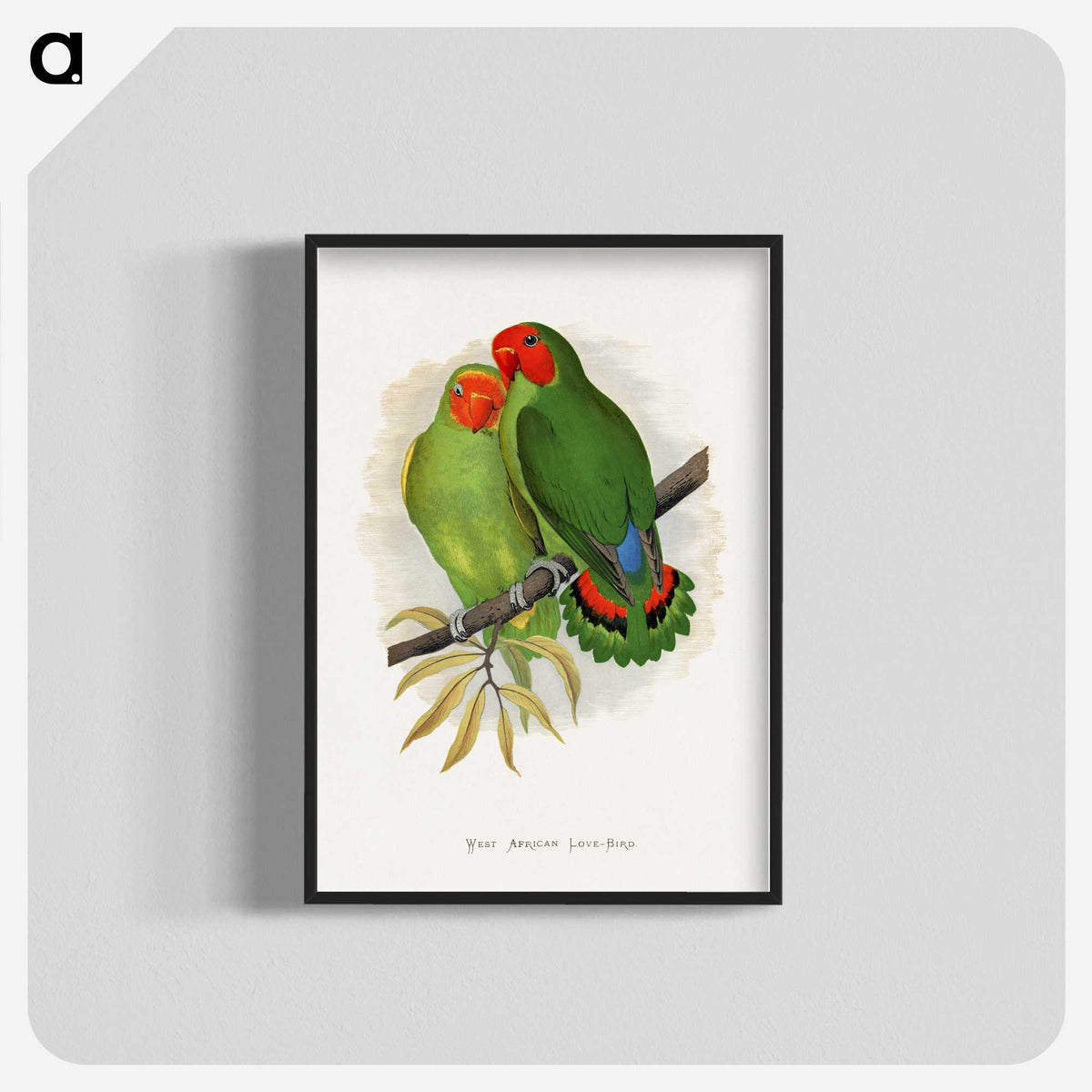 1-22_Parrots-in-Captivity_blk-crop