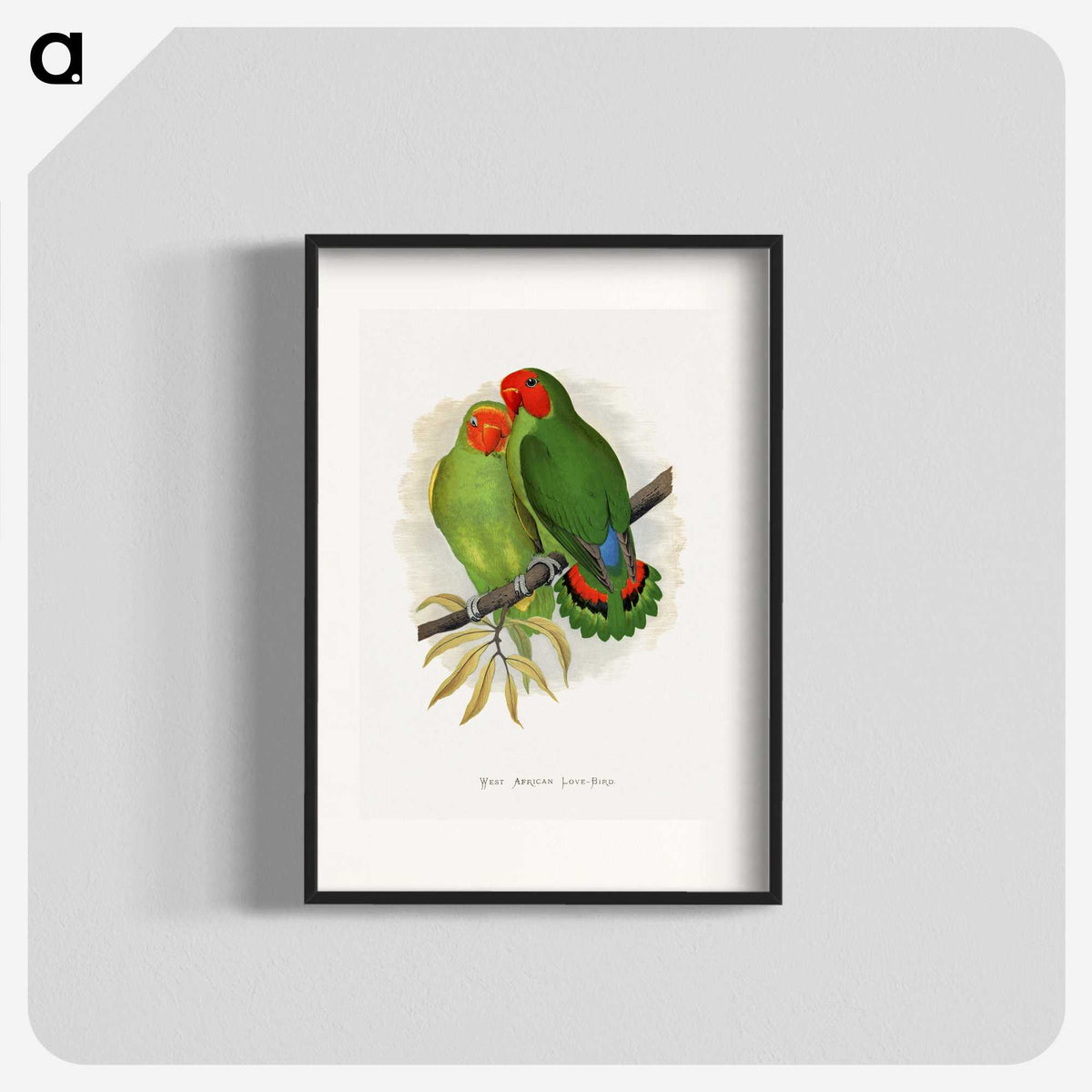 1-22_Parrots-in-Captivity_blk