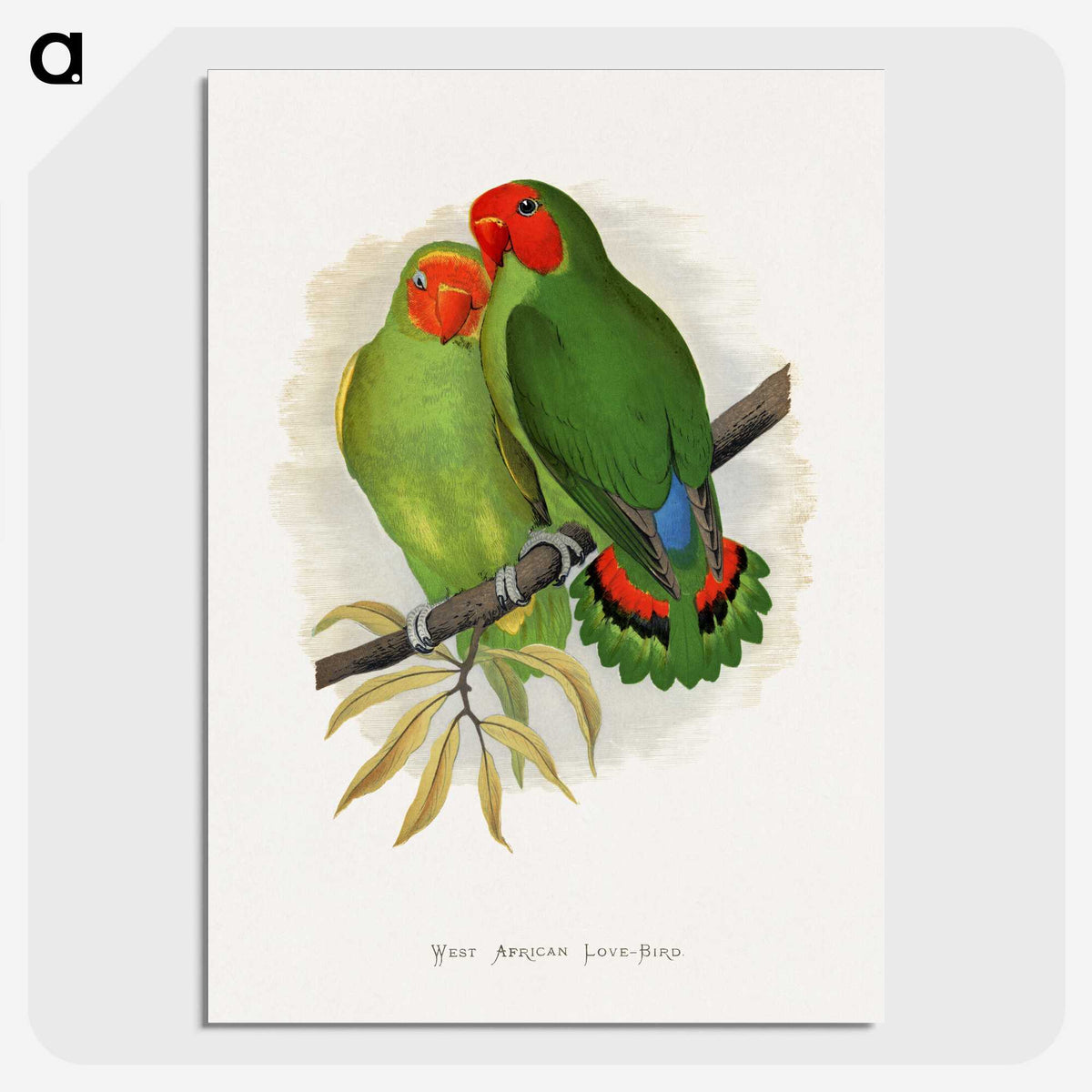1-22_Parrots-in-Captivity_picture-crop