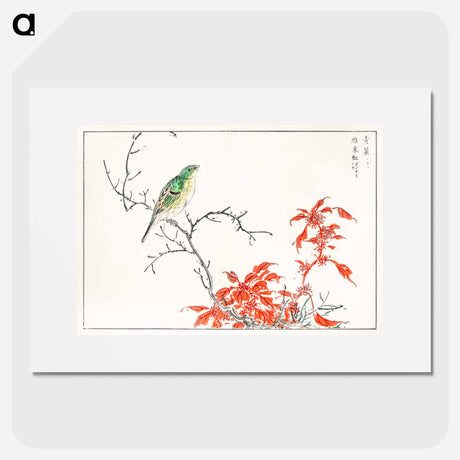 アートポスター-Japanese Yellow Bunting and Chinese Amaranth
 - 鳥類図鑑 Poster.