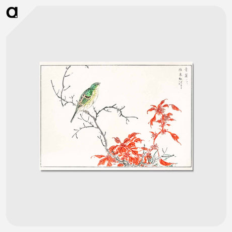 アートポストカード-Japanese Yellow Bunting and Chinese Amaranth
 - 鳥類図鑑 Postcard.