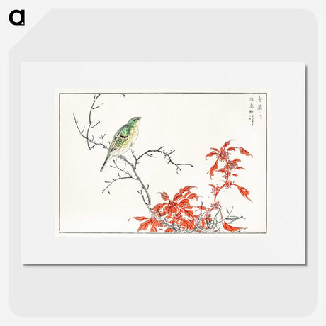 1-22_Pictorial-Monograph-of-Birds_picture