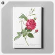 アートパネル-Blood-Red Bengal Rose - ピエール ジョゼフ ルドゥーテ Canvas.