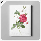 アートパネル-Blood-Red Bengal Rose - ピエール ジョゼフ ルドゥーテ Canvas.