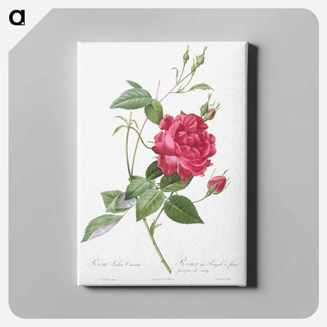 アートパネル-Blood-Red Bengal Rose - ピエール ジョゼフ ルドゥーテ Canvas.