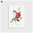 アートポストカード-Blood-Red Bengal Rose - ピエール ジョゼフ ルドゥーテ Postcard.