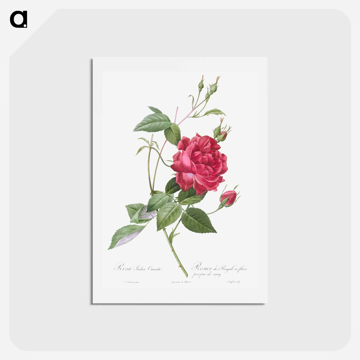 アートポストカード-Blood-Red Bengal Rose - ピエール ジョゼフ ルドゥーテ Postcard.