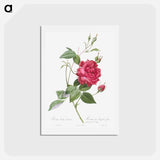 アートポストカード-Blood-Red Bengal Rose - ピエール ジョゼフ ルドゥーテ Postcard.