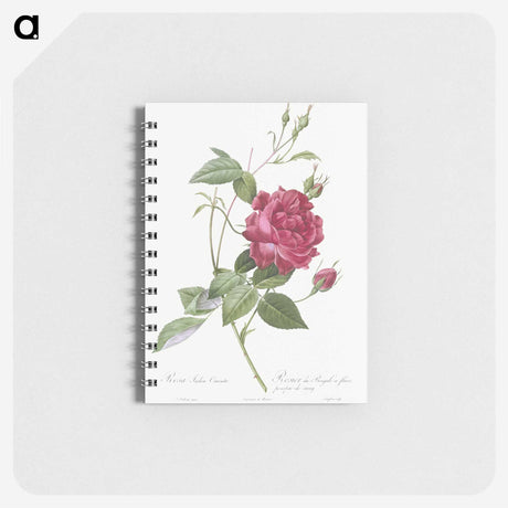 1-22_Pierre-Joseph-Redoute_memo