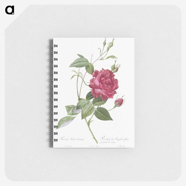 1-22_Pierre-Joseph-Redoute_memo