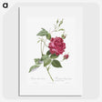 1-22_Pierre-Joseph-Redoute_picture