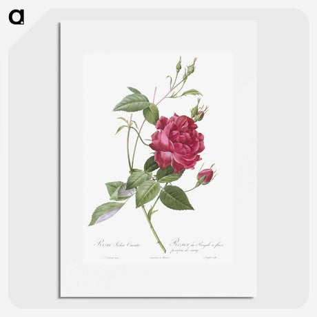 1-22_Pierre-Joseph-Redoute_picture