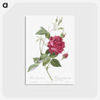 1-22_Pierre-Joseph-Redoute_postcard