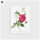 アートポストカード-Blood-Red Bengal Rose - ピエール ジョゼフ ルドゥーテ Postcard.