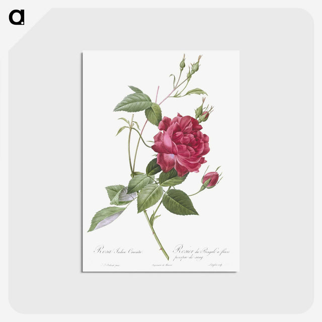 1-22_Pierre-Joseph-Redoute_postcard