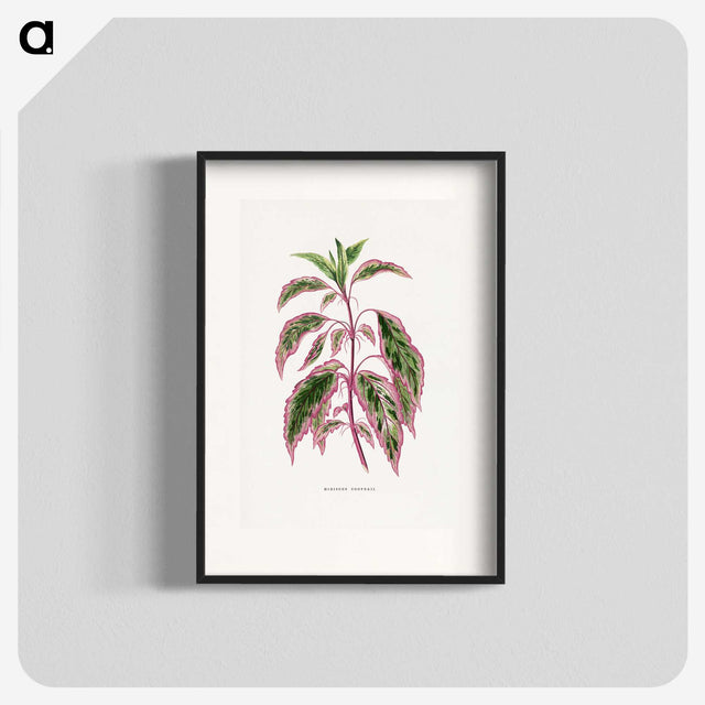 1-22_Plants-with-Colored-Foliage_blk