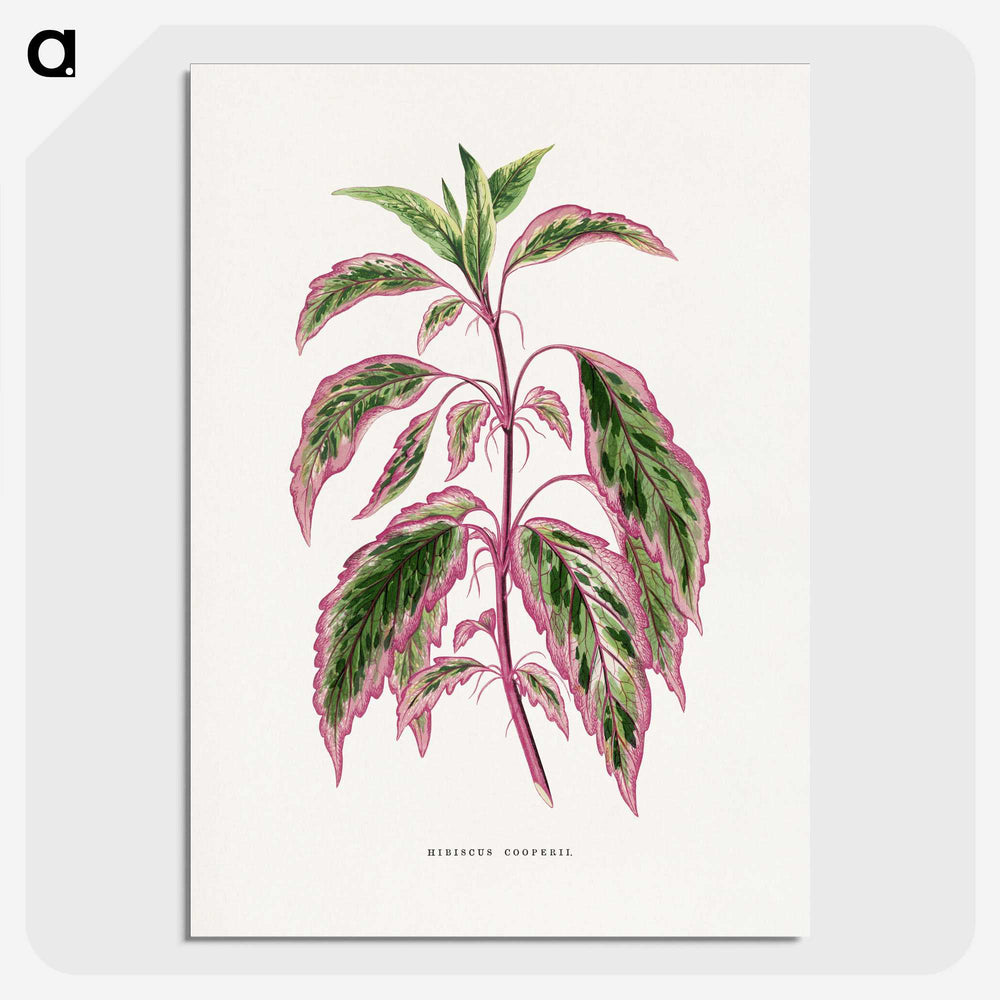 1-22_Plants-with-Colored-Foliage_picture-crop