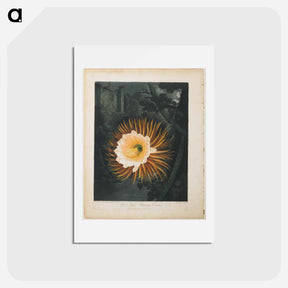 アートポストカード-The Night-Blowing Cereus
 - ロバート ジョン ソーントン Postcard.