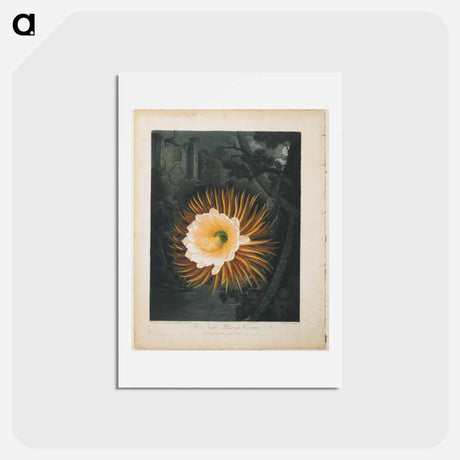 アートポストカード-The Night-Blowing Cereus
 - ロバート ジョン ソーントン Postcard.