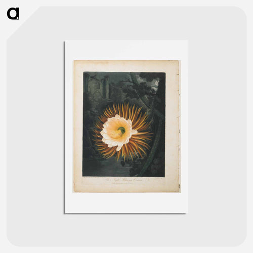 The Night-Blowing Cereus
 - Robert John Thornton Postcard.
