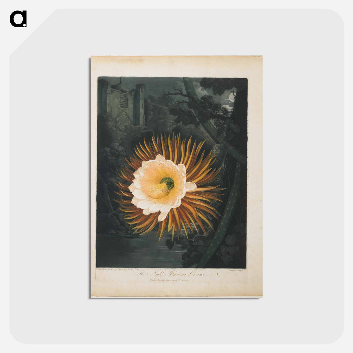 アートポストカード-The Night-Blowing Cereus
 - ロバート ジョン ソーントン Postcard.