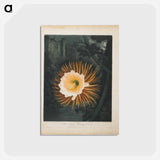 アートポストカード-The Night-Blowing Cereus
 - ロバート ジョン ソーントン Postcard.