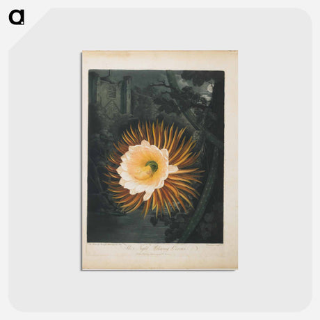 アートポストカード-The Night-Blowing Cereus
 - ロバート ジョン ソーントン Postcard.