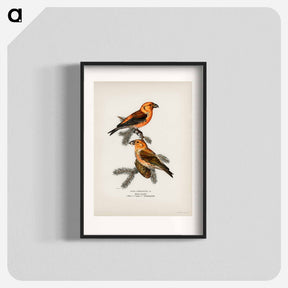 アートポスター-Red Crossbill
 - スヴェンスカ フォグラル Poster.